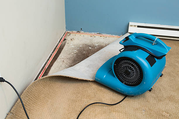 Best Mold removal after water damage  in Evansburg, PA